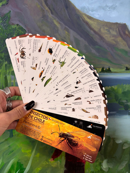 Pantonera de Insectos de Chile Valparaíso Treking