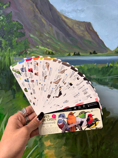 Pantonera Aves de Chile Valparaíso Treking